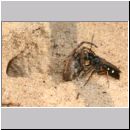 Episyron rufipes - Wegwespe w33 beim Nesteintrag mit einer Spinne.jpg